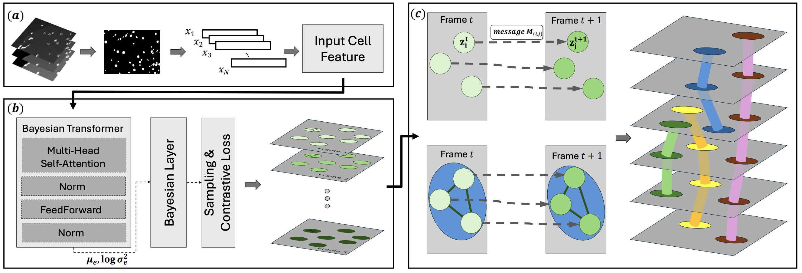 Overview of the Bayesian Transformer cell tracking framework